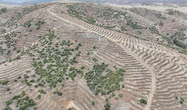 Yozgat’taki o proje 2025’te rekor destek ve ağaçlandırma çalışmalarıyla hız kazandı