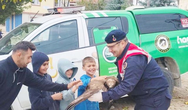Yozgat’ta yaralı kızıl şahine şefkat eli!