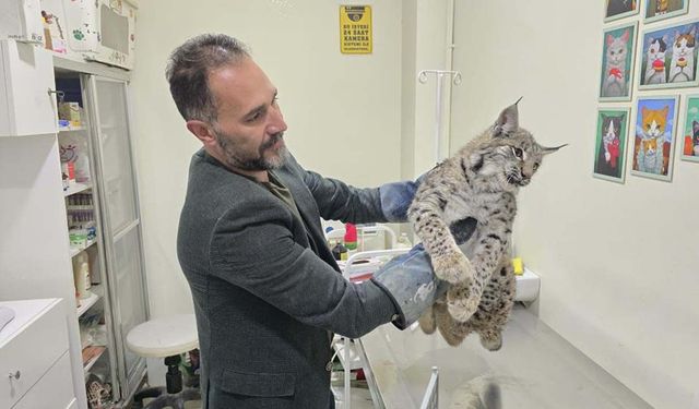 Yozgat’ta Araç Vaşağa Çarptı: İlk Müdahale Sonrası Sevk Edildi!