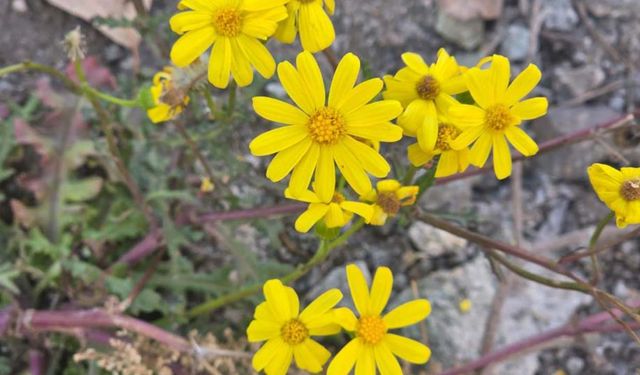 Kasımda Bahar Geldi: Yozgat’ta Çiçekler Açtı