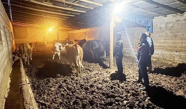 Yozgat’ta Jandarma ve Köy Halkı El Ele Verdi, Kayıp Hayvanlar Bulundu