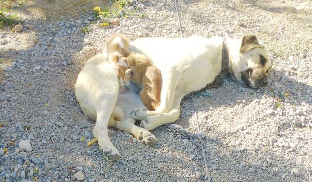 Yozgat’ın Sorgun İlçesinde yok böyle annelik!