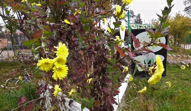 Yozgat'ta Yalancı Bahar'da Güller Açtı