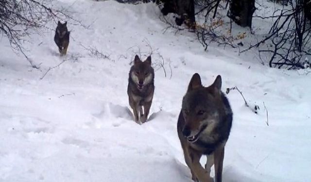 Yozgat'ta kar altındaki köylere kurtlar indi: çoban köpekleri ve kurt sesleri tüyleri diken diken etti