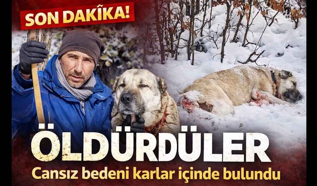 Yozgat’ın Akdağmadeni ilçesinde çoban köpeği silahla vurularak öldürüldü