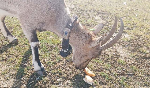 Yozgatlılar Dağ Keçileri İle Arkadaş Oldu: Gel Oğlum Gel