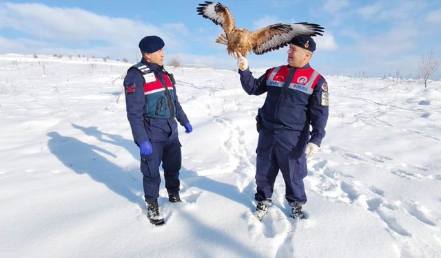 Yozgat’ta yaralı kızıl şahine jandarma şefkati