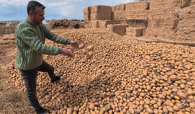Yozgat’ta Şok Görüntü! 25 TL’lik Patatesler Hayvan Yemi Oldu