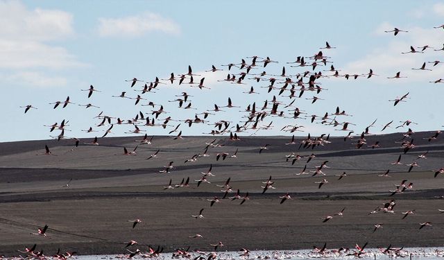 Yozgat’ta Baharın Müjdecisi: Gelingüllü Barajı’nda "Allı Turna" Görsel Şöleni