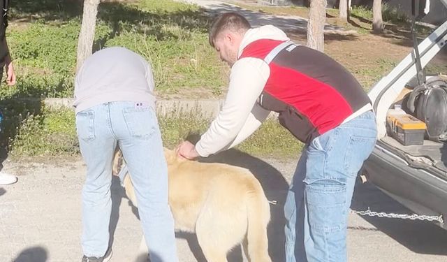 Aydıncık’ta Hayvan Sağlığı Seferberliği