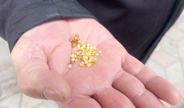 Yerköy’de Bir Emanet Yaşıyor: Bulgaristan’dan Gelen 48 Yıllık 'Sarı Dolma' Mirası