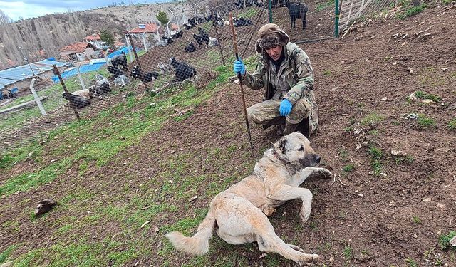 Yozgat’ta Çoban Köpekleri Sürünün Güvencesi Oldu: Sadakatleri Tartışılmaz