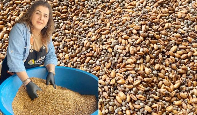 ÇEKOOP’tan Geleneksel Lezzet Rüzgarı: Kavurga