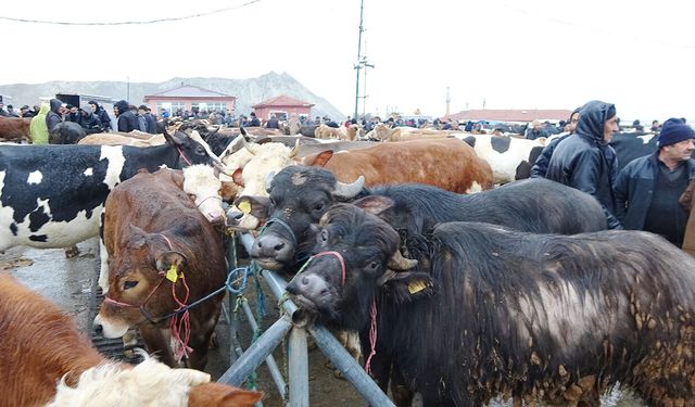 Yozgat’ta kurban fiyatları belli oldu! Kurban ve hisse fiyatları ne kadar?