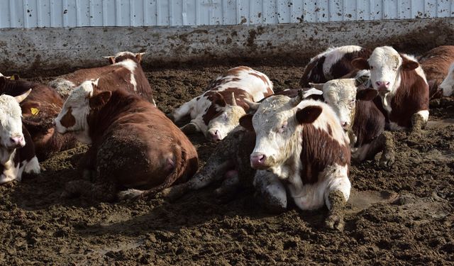 Yozgat’ta Kurban Kesimi İçin Güvenli Adres Belli Oldu: Mutluer Hayvancılık Belgesini Aldı