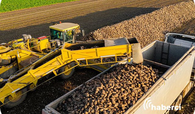 2026 Şeker Pancarı Alım Şartları Açıklandı! Çiftçiye “C Pancarı” Uyarısı