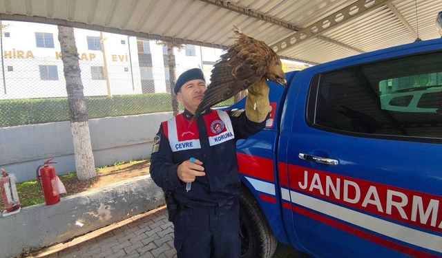 Boğazlıyan'da Yaralı Şahin Kurtarıldı