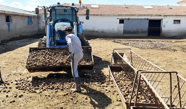 Yozgat’ta Maliyeti 10 Lira Olan Patates Hayvanlara Azık Oldu