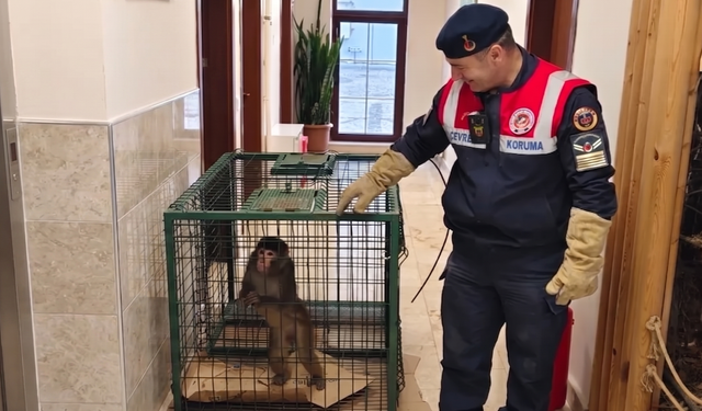 Yozgat’ta Şaşırtan Olay! Yasa Dışı Tür Yakalandı, Koruma Altına Alındı