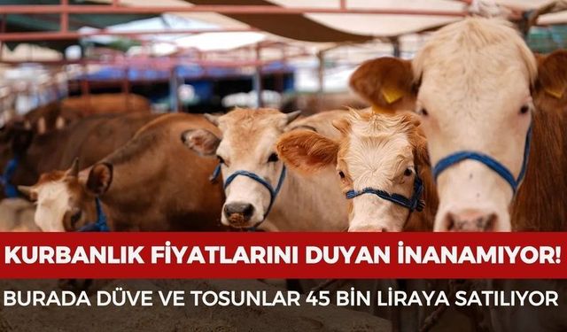 Kurbanlık Fiyatları Şaşırttı: Düve ve Tosunlar 45 Bin TL’den Satışa Çıktı