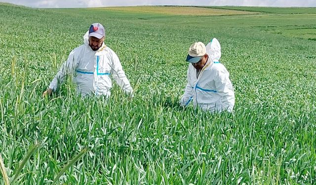 Yozgat’ta Süne Mücadelesi Başladı: 1,5 Milyon Dekarda Hububat Tarlaları Kontrol Ediliyor