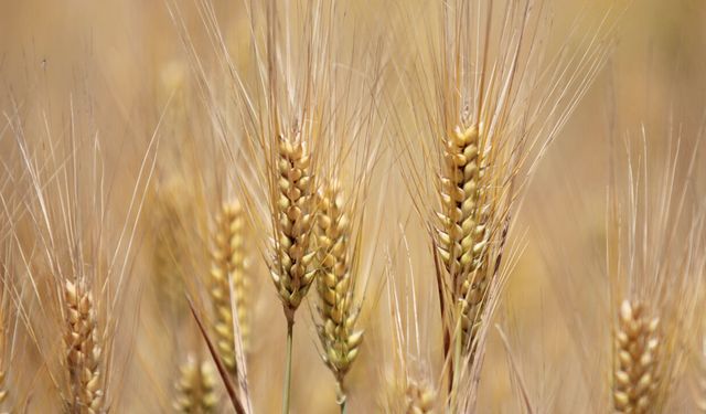 Yozgat Hububat Üretiminde Öne Çıkıyor: 2025-2026 Sezonu Rekolte Tahminlerinde Dikkat Çeken Artış