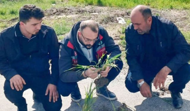 Sarıkaya’da Hububat Alarmı: Ziraat Odasından Çiftçiye Hastalık Uyarısı