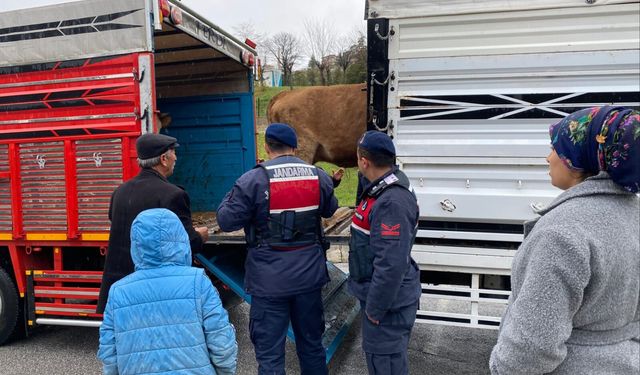Yozgat’ta Jandarma Harekete Geçti: Çalınan Hayvanlar Kurtarıldı