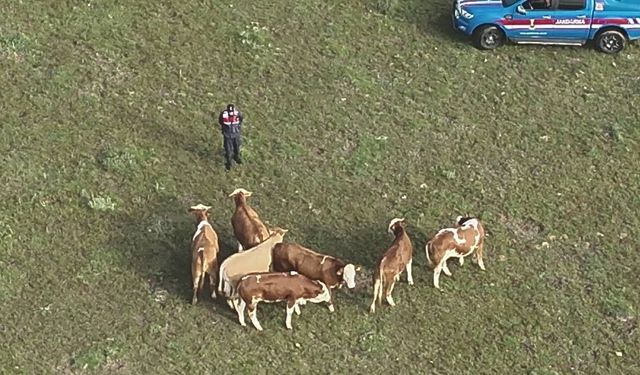 Yozgat’ta Kayıp 7 Büyükbaş Hayvan Drone Desteğiyle Bulundu!