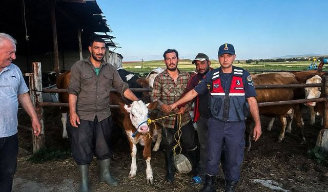 Yenifakılı’da Kayıp Büyükbaş Hayvan Sahibine Teslim Edildi