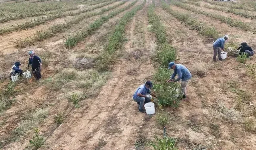 Yozgat Yol Kenarlarında Yetişen Mucize Bitki: Şifa Deposu Olarak Dikkat Çekiyor