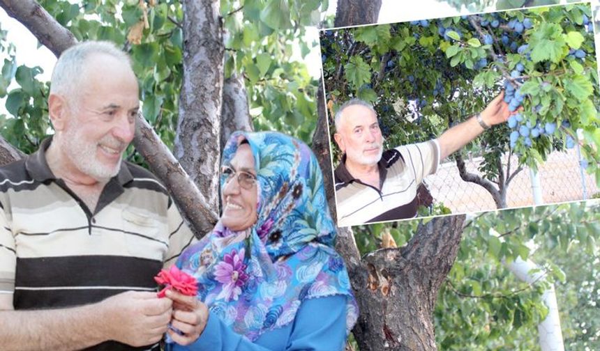 Bir ağaçta 3 çeşit meyve: Yozgat’ın en ilginç bahçesi bereket saçıyor