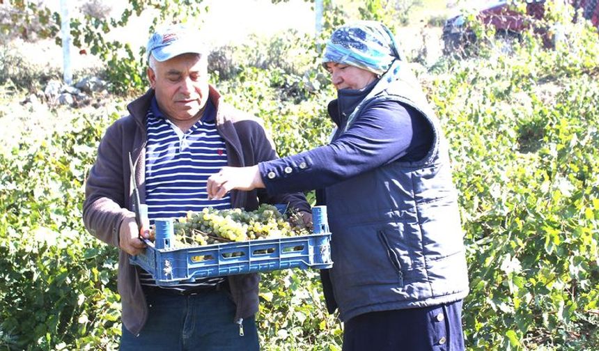 Şefaatli Caferli'de salkımlar lezzet saçıyor.