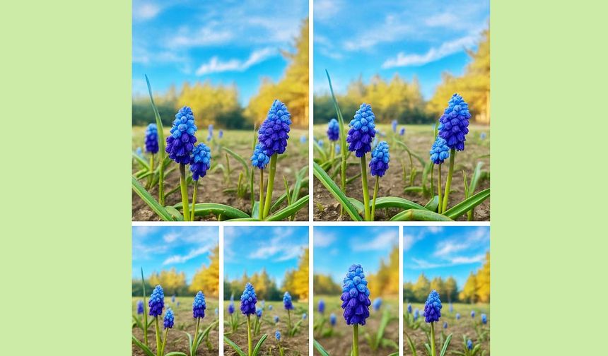 Yozgat’ın Akdağmadeni ilçesinde yer alan Çiçekliçayır mevkiinde, baharın müjdecisi olan muscari (mavi sümbül) çiçekleri görsel bir şölen sunuyor. Toprağın uyanışıyla birlikte yüzeye çıkan bu zarif çiçekler, doğaseverleri ve fotoğraf tutkunlarını bölgeye çekmeye başladı.