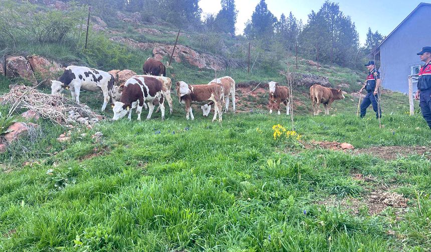 Jandarmadan Hızlı Müdahale