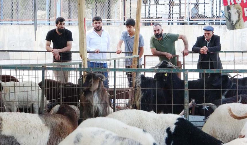 Yozgatlı Yetiştirici Mersin’de Rekor Kırıyor!