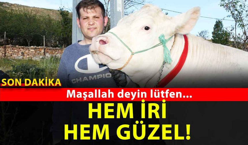 Tam 1 ton! İşte fiyatı
