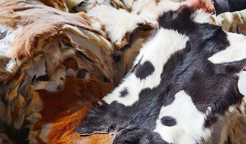 Kurban Derisini Hangi Vakıfa Verilecek?