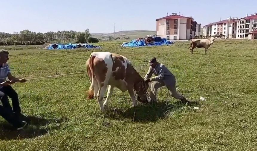 Yozgat'ta kaçan kurbanlık kameralara yansıdı