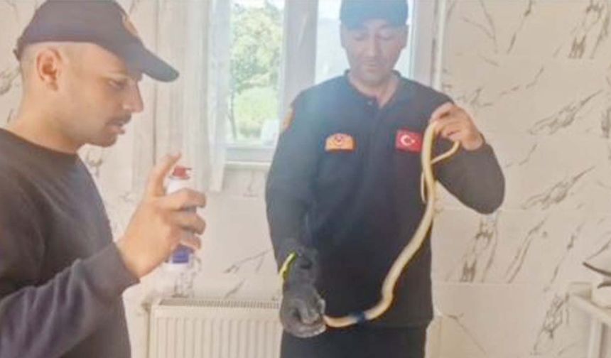 Yalan Değil Yılan...