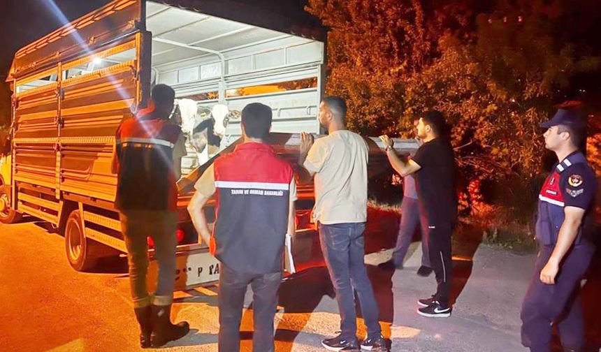 Çiğnedi geçti!