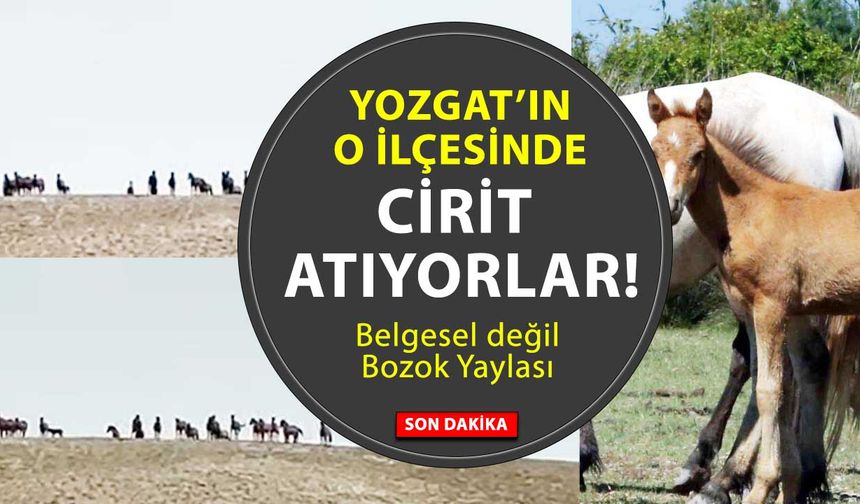 Çayıralan’da Yılkı Atları Görüldü: Doğayla İç İçe Görsel Şölen!