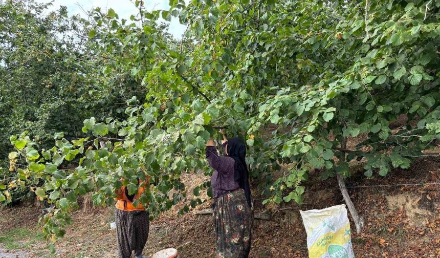 Karadeniz'den önce hasada başladılar: Düzce'den lezzetli haber