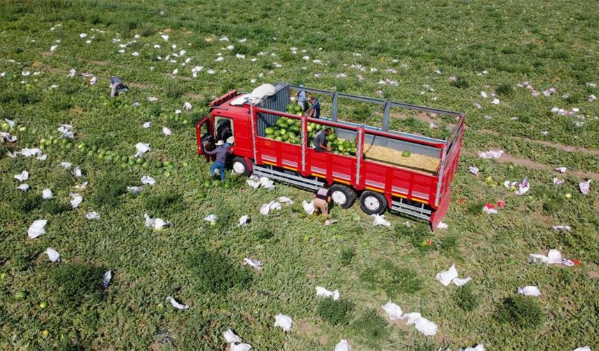 Sekili Karpuzunda Hasat Başladı