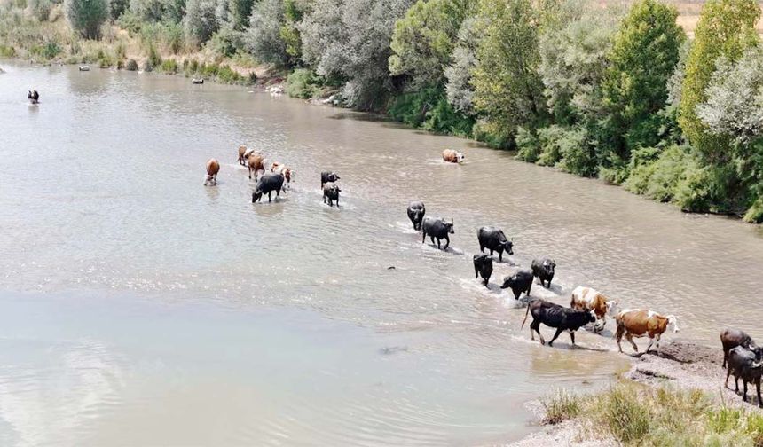 Yozgat’ın Komşusunda Afrika Manzarası