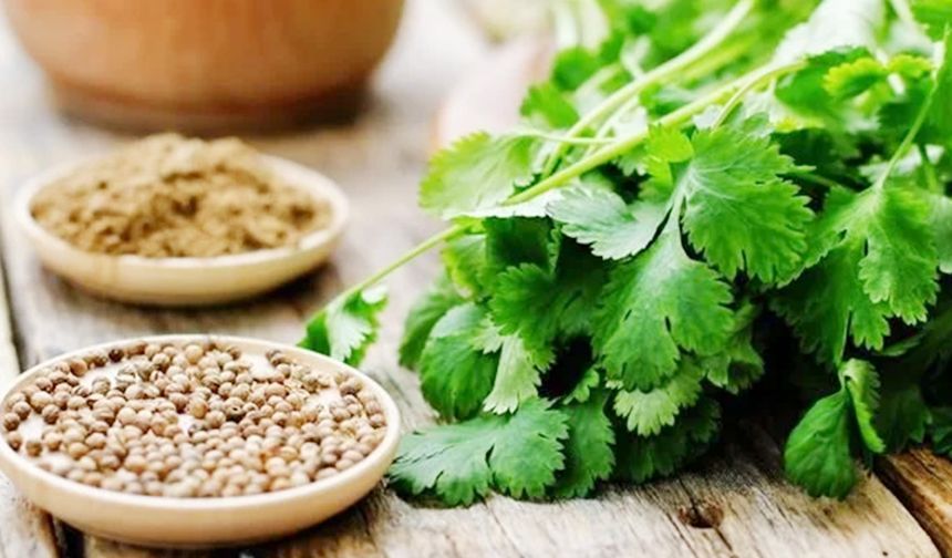 Kişnişin Mucizevi Faydalarını biliyor musunuz?