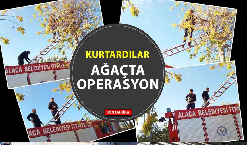 Yozgat’a Komşu Alaca’da kurtarma operasyonu: yavru kedi ağaçtan indirildi