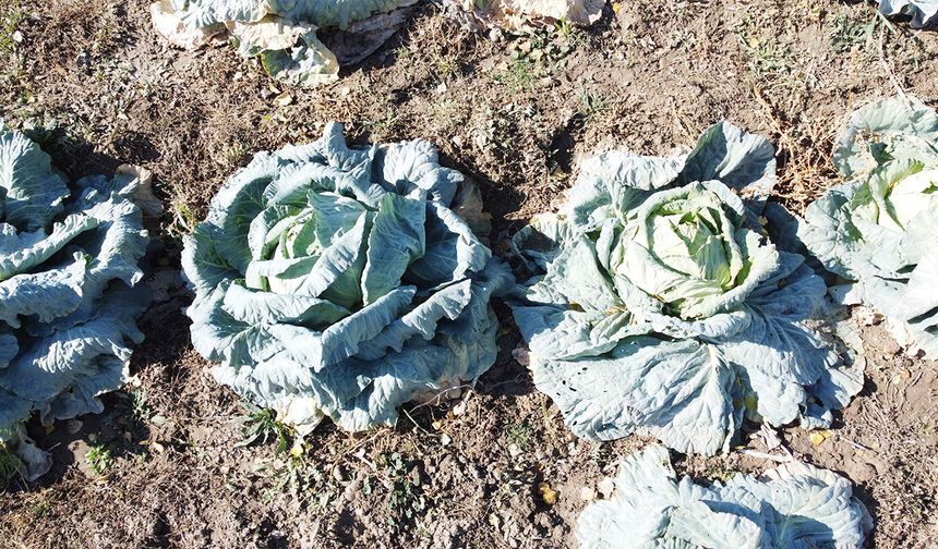 Yozgat’ta lahana almak istiyorsanız bu tarlaya koşun!