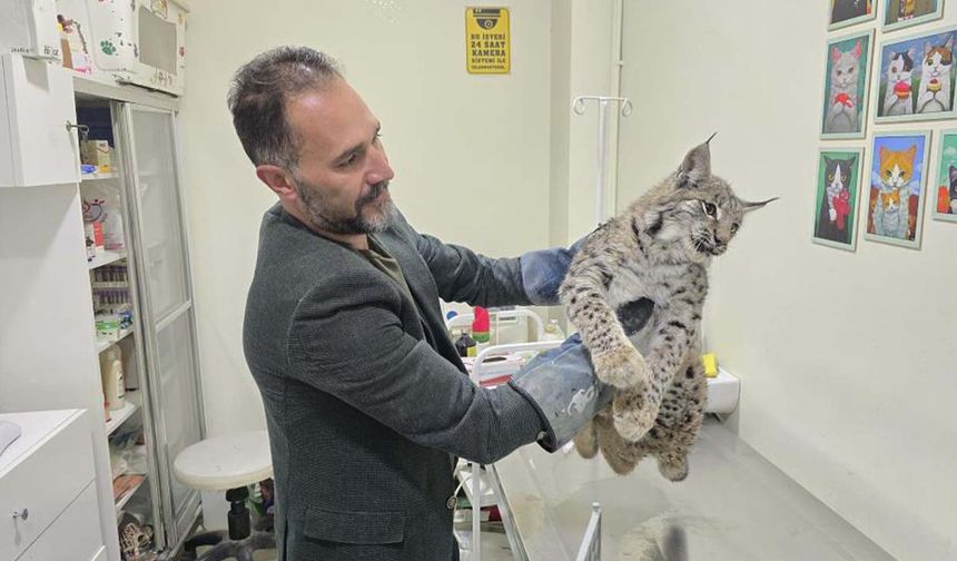 Yozgat’ta Araç Vaşağa Çarptı: İlk Müdahale Sonrası Sevk Edildi!