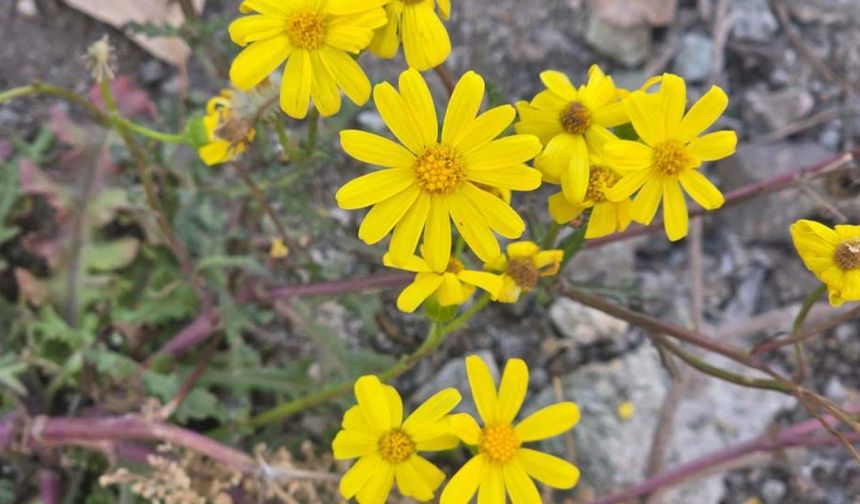 Kasımda Bahar Geldi: Yozgat’ta Çiçekler Açtı